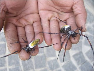 spider2.jpg