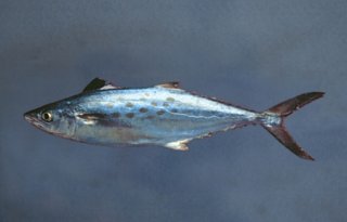4spanish-mackerel-photo-credit-noaa.jpg