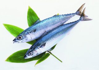 Spanish-mackerel-1365749480-0.jpg