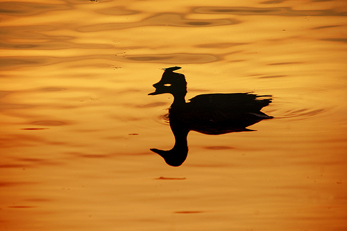 duck-and-shadow-on-golden-water-at-sunset.jpg