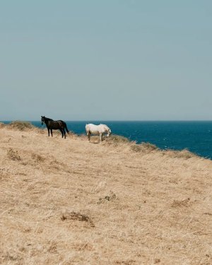 85a62c8169eab08b9d91eded9284ca8a8728b8c0-2400x3000 (1)-αλλαγή-σε-μεγάλο-μέγεθος.jpeg