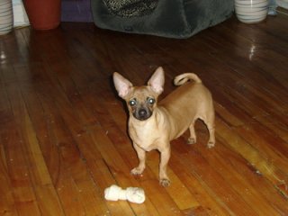 dog.jpg