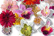 flowers.jpg