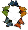 butterfly.jpg