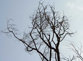 tree.jpg