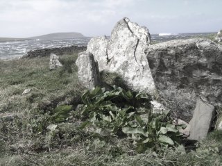 Orkney_med.JPG