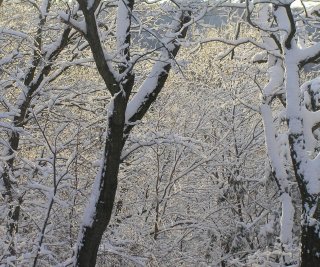 snowy_trees.JPG