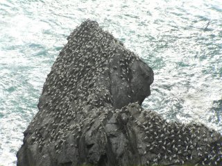 Corm_Colony.JPG
