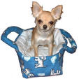 poochi.jpg