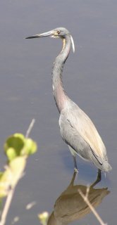 Tri_Co_Heron.JPG