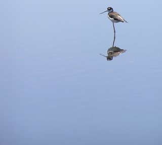 Bl_Neck_Stilt2.JPG