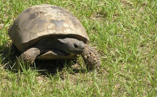 Gopher_Tortoise.JPG