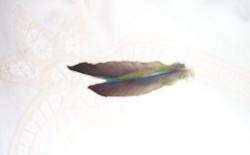 Feather1.JPG