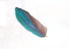 Feather3.JPG