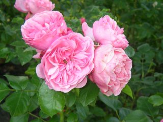 flower1.jpg