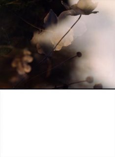 de__z2255329.jpg