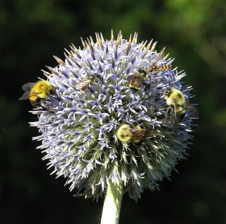 Bees_on_Flower.JPG