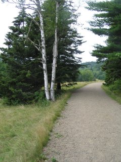 Trees.JPG