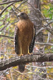 Red_Shouldered_Hawk.JPG