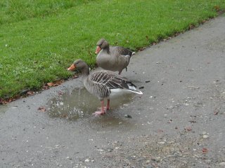 gæs3.JPG