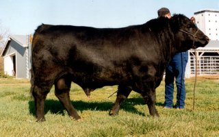 marandus_angus_600.jpg