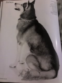 TATUK0612 Dog.jpg