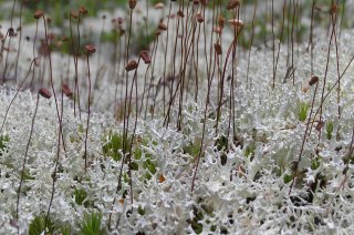 Lichen2.JPG