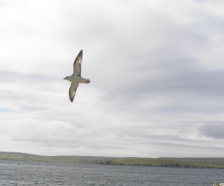 Fulmar_Flight2.JPG