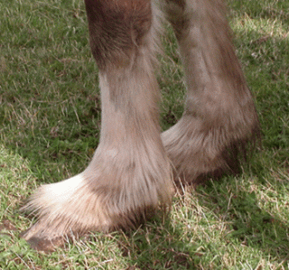 hooves.gif