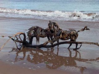 Sharza and Beethoven Dawlish 054.jpg