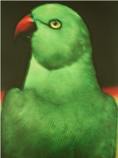 L’oiseaux 1, 2000, Sarah Moon.png