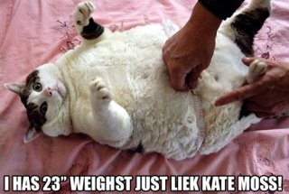 Moss cat (fark.com).JPG