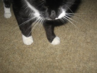 Image088.jpg