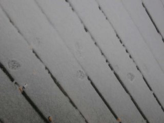 Paw Prints.jpg
