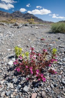 istockphoto_1557487_spring_flowers_in_death_valley.jpg