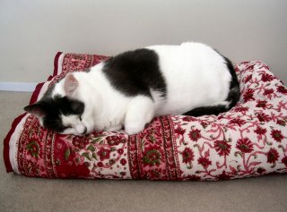 catbed.jpg