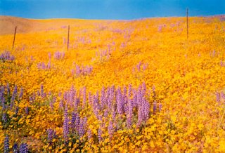 william_eggleston_untitled_field.jpg