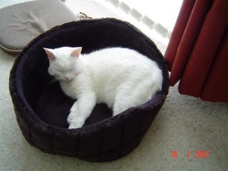 Candy in her new bed 001.jpg