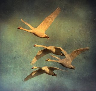 flying swans artpixie.tumblr com via johndan1.jpg