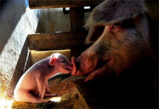 003-piglet-africa-ga.jpg