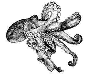 Atlantic-Octopus.gif