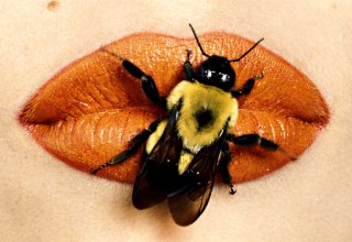 Bee.jpg