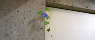 070627asagao.jpg