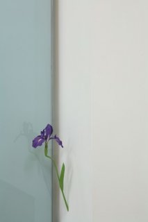 suda_iris_07.jpg