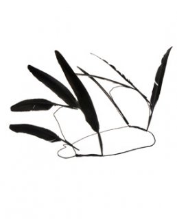 browns 010851430005_1.jpg