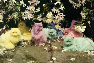 colour kitties fffound via jimianddolly.blogspot com.png