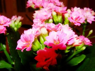 IMGP4627 (Medium).JPG