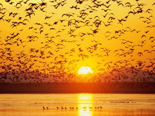 Canada%20Geese,%20Tule%20Lake,%20National%20Wildlife%20Refuge,%20California.jpg