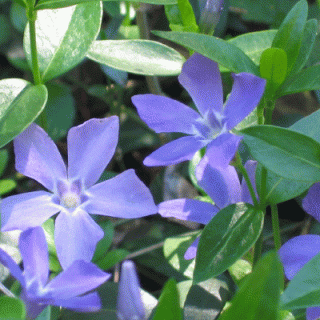 periwinkle.gif