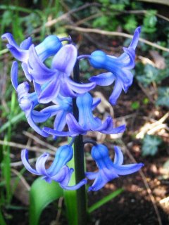 Hyacinth.JPG